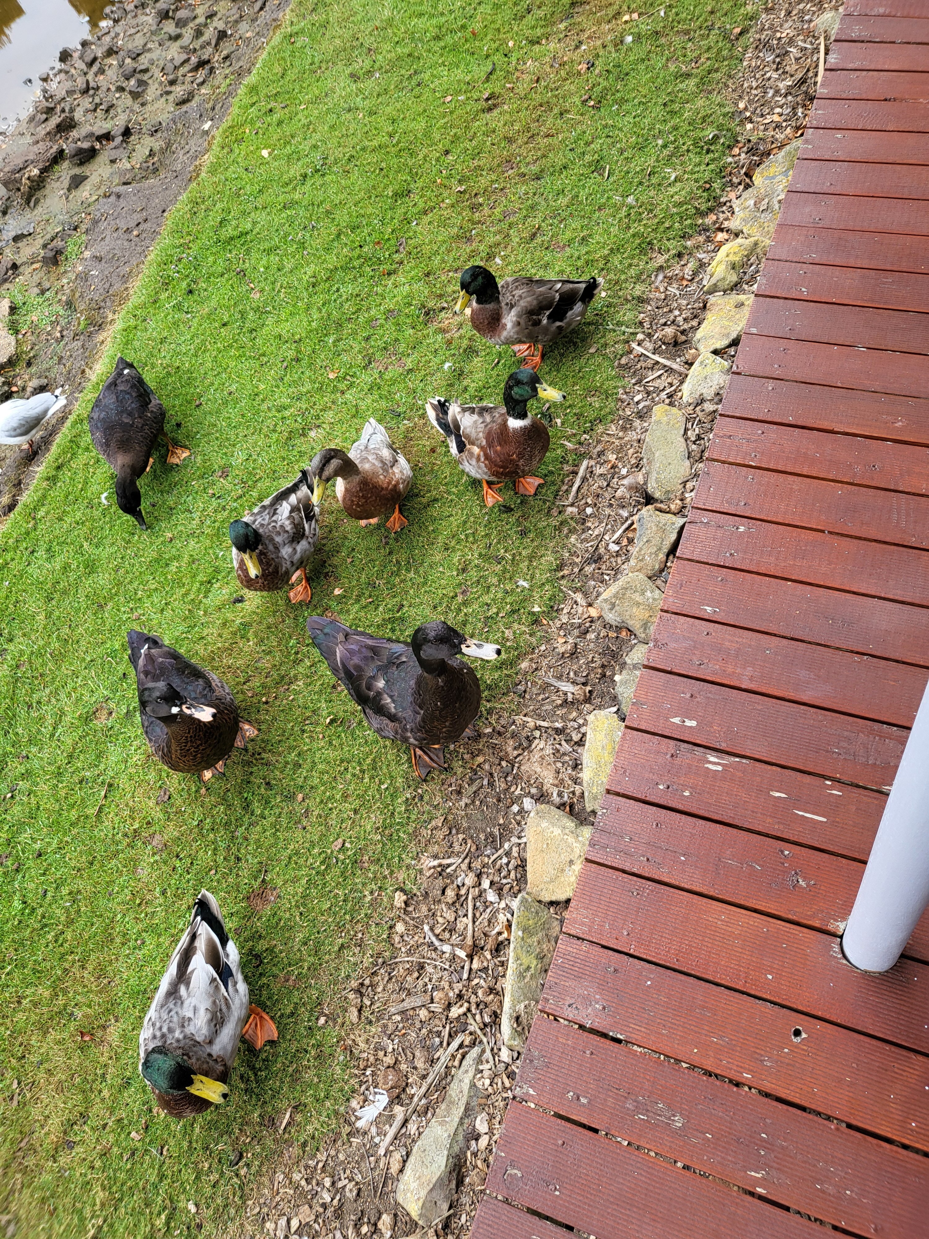 泰勒廷伯斯塔斯马尼亚岛酒店-酒店景观