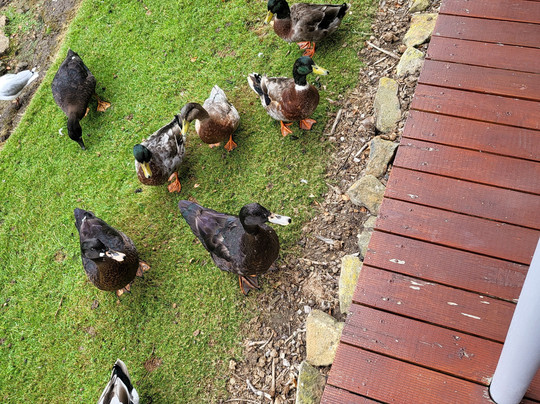 泰勒廷伯斯塔斯马尼亚岛酒店主图