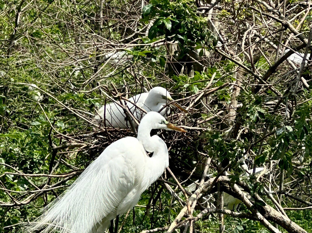 Cypress Wetlands-Port Royal必去景点