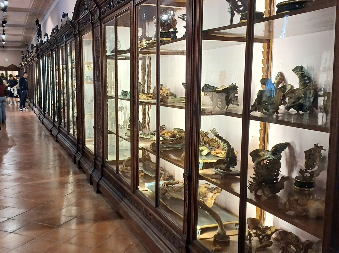 MUSA - Museo Universitario delle Scienze e delle Arti-那不勒斯必去景点