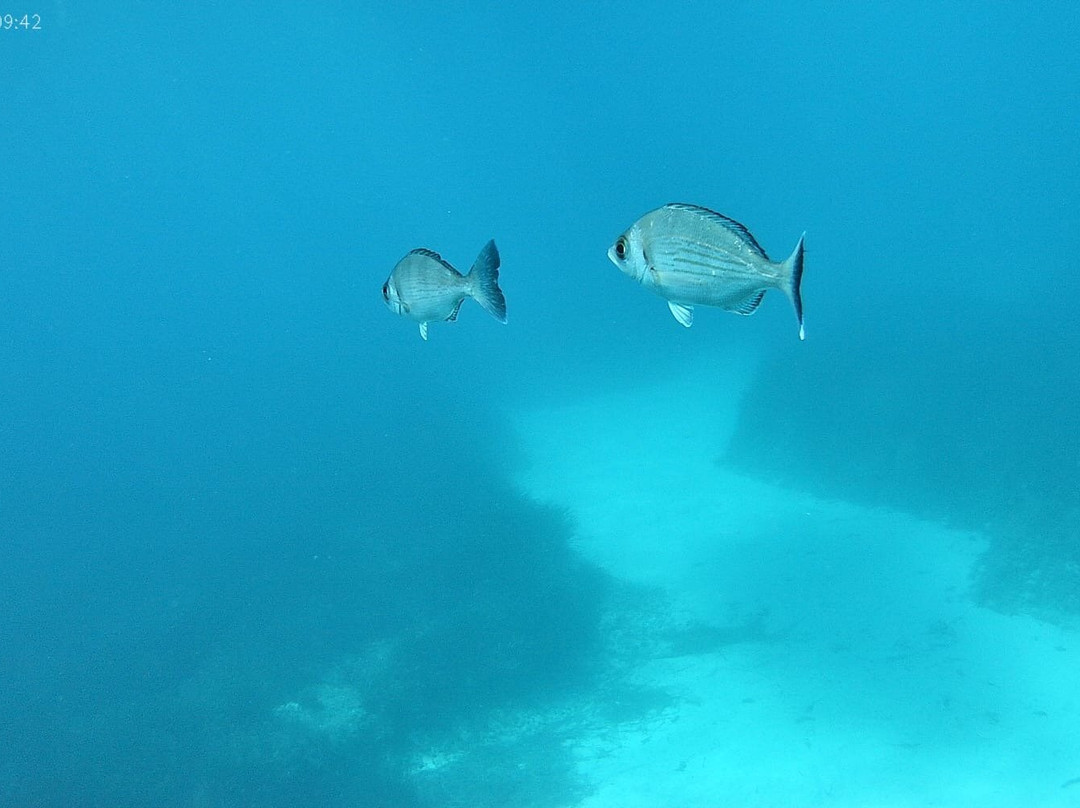 Blu Infinito Diving Center-San Teodoro必去景点