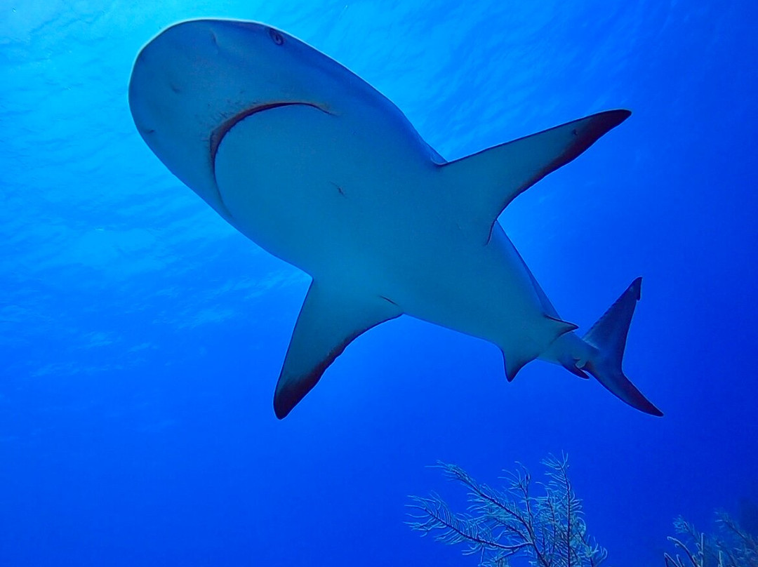 Ocean Fox Cotton Bay-伊柳塞拉必去景点