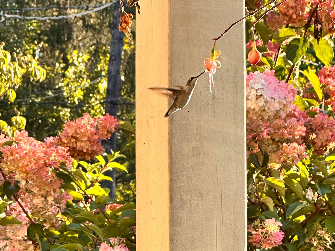 1802 House Bed and Breakfast主图