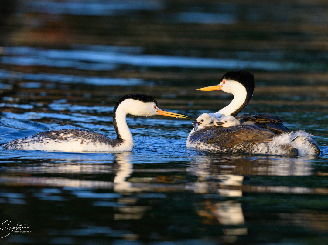 Eyes of the Wild-Lakeport必去景点