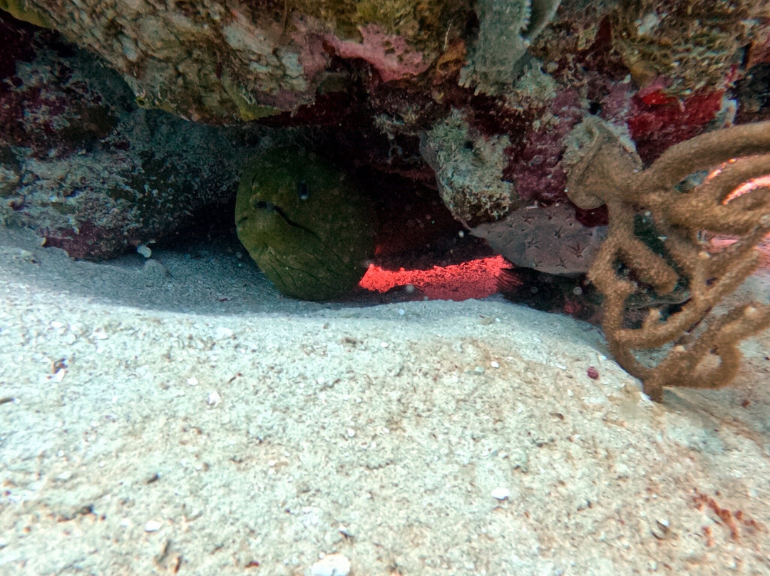 Ultra Marine Divers-蓬塔卡纳必去景点