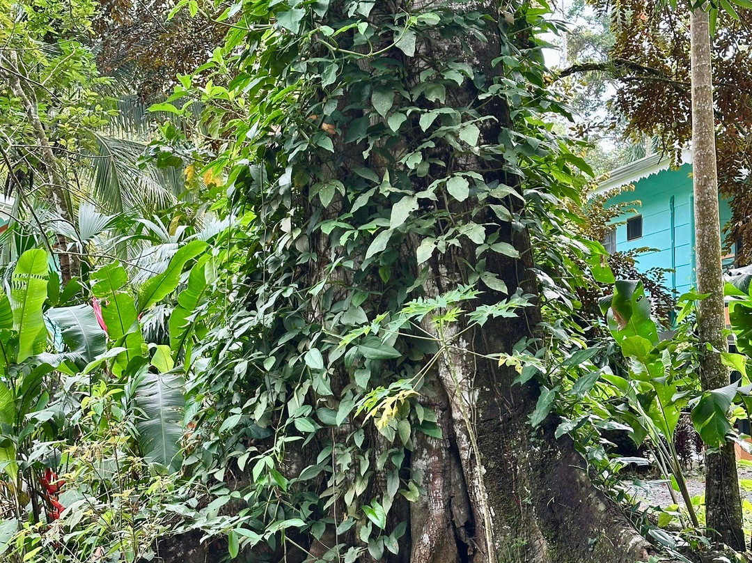 Manzanillo Caribbean Resort主图