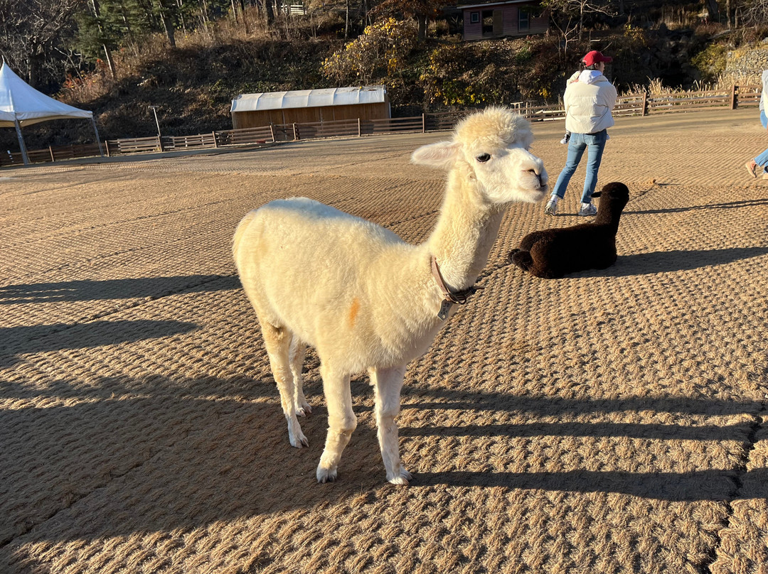 Alpaca World-洪川郡必去景点