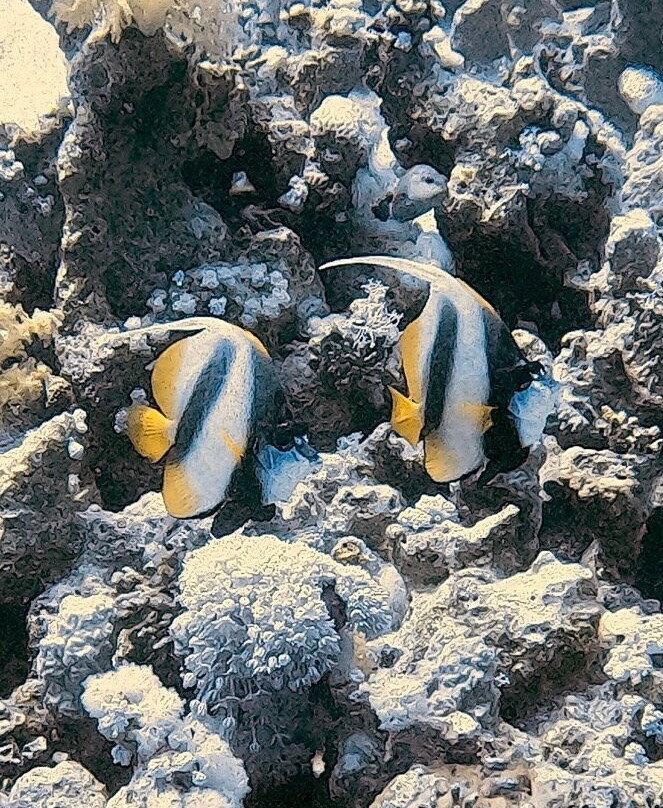 Pirates Dive Club-沙姆沙伊赫必去景点