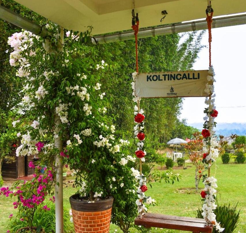 Koltincalli