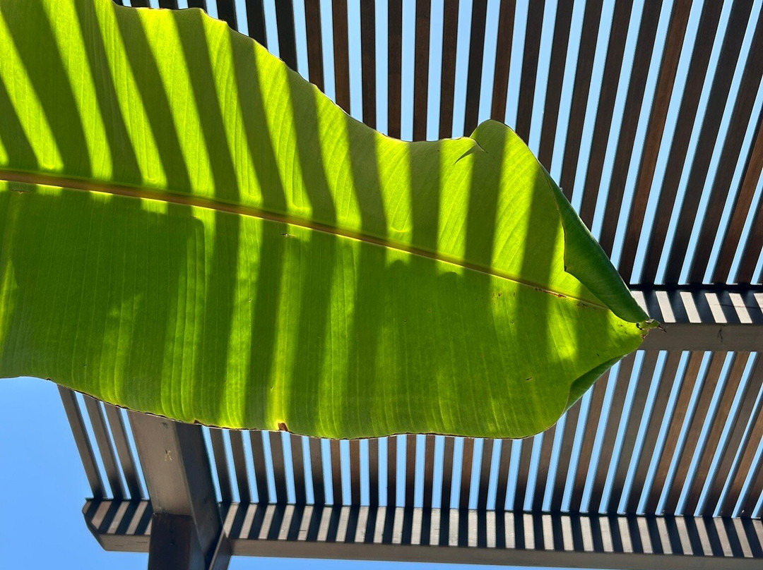 Ionian Eye Studios主图