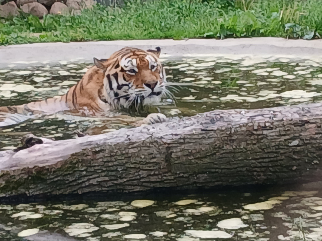 Zoopark Kaunas-考那斯必去景点