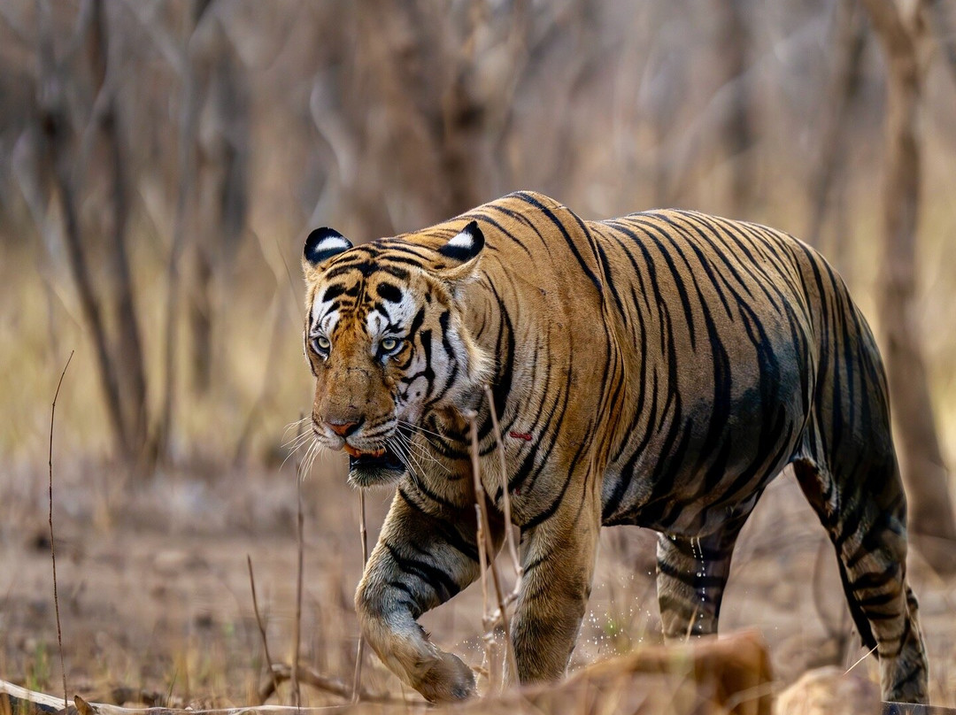 Eriline Resorts主图