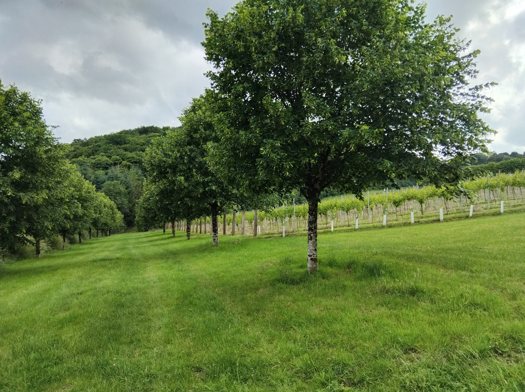 Alder Vineyard-Lewdown必去景点