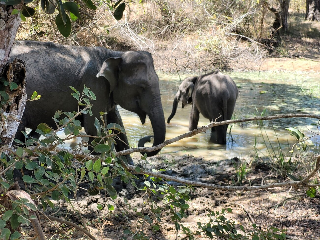 Yala Kings Safari-蒂瑟默哈拉默必去景点