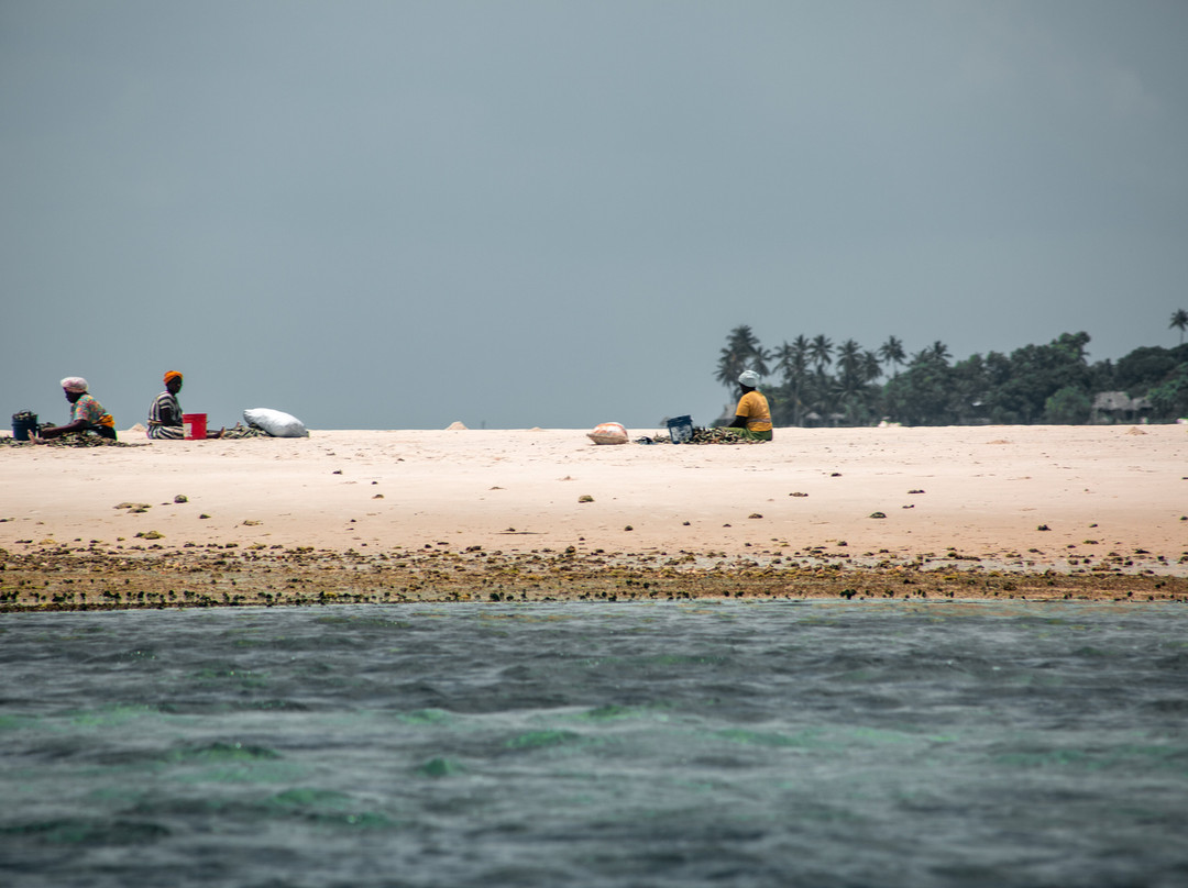 Safari Shwari Mafia Island-Utende必去景点