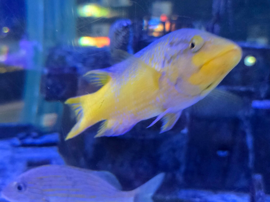 IMAG History & Science Center-迈尔斯堡必去景点