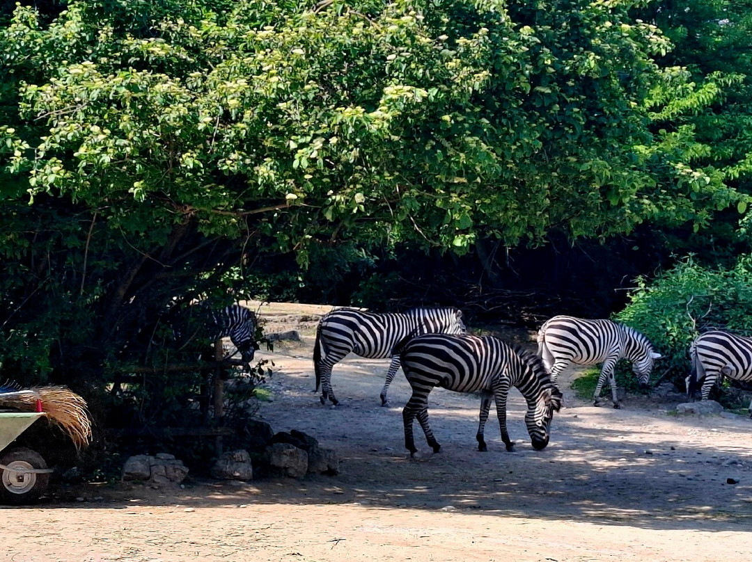 Zoo Basel-巴塞尔必去景点