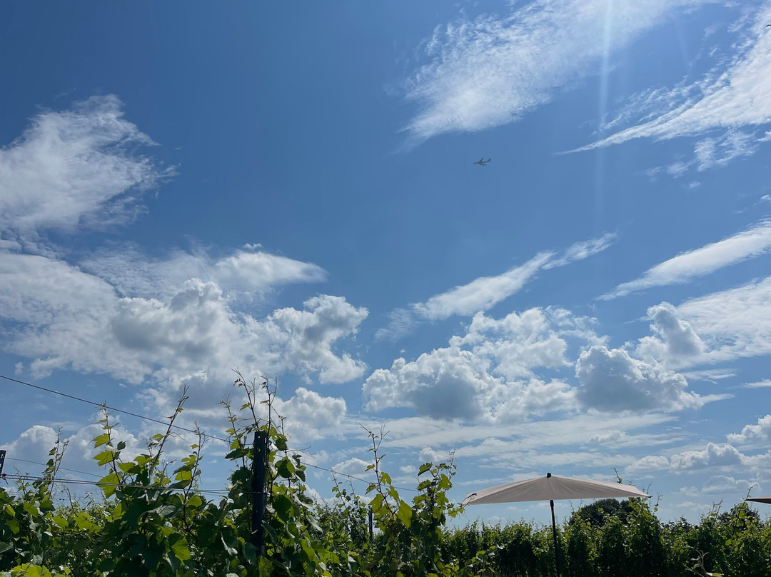 Brut Wines & Tours-Bilzen必去景点