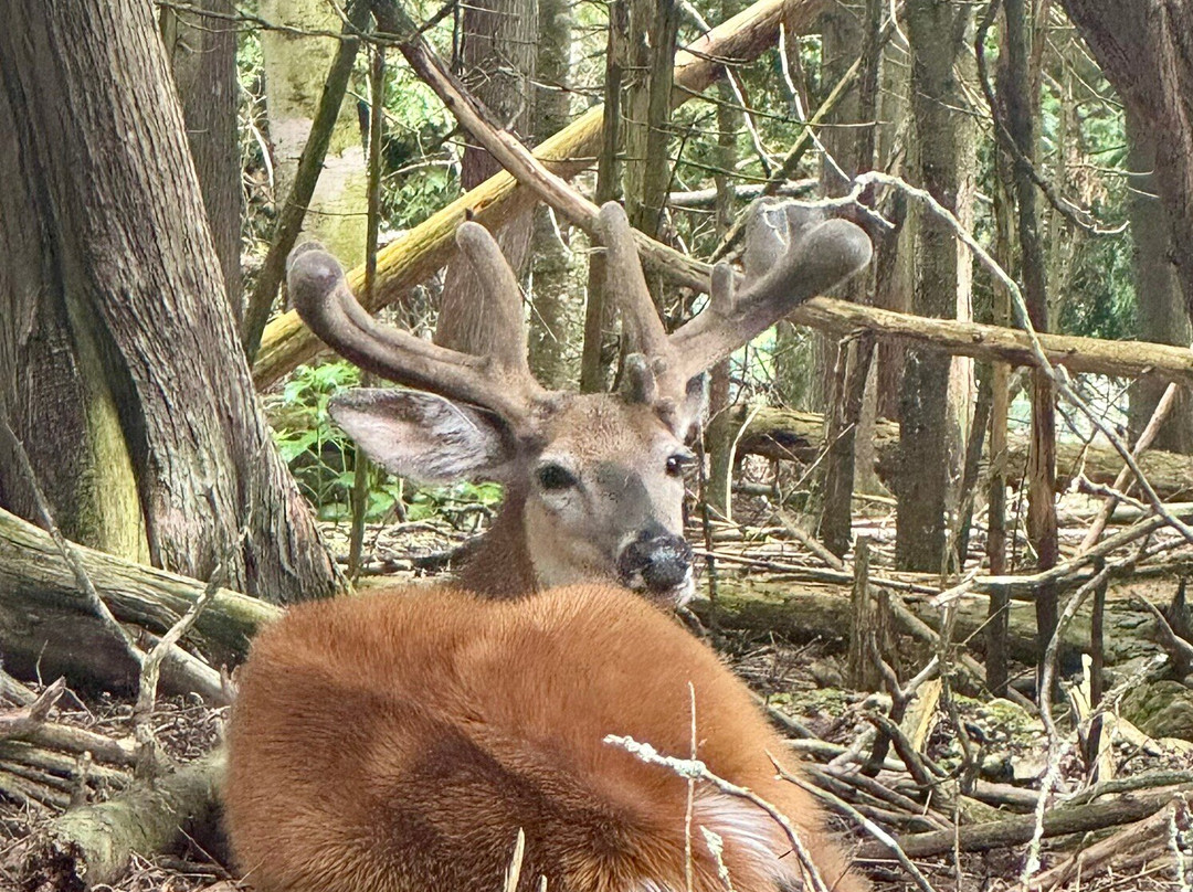 Deer Ranch-圣伊尼亚斯必去景点