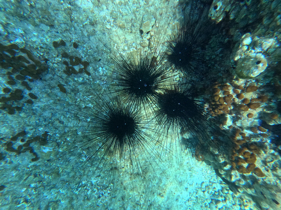 Porto Heli Scuba Club-Porto Heli必去景点