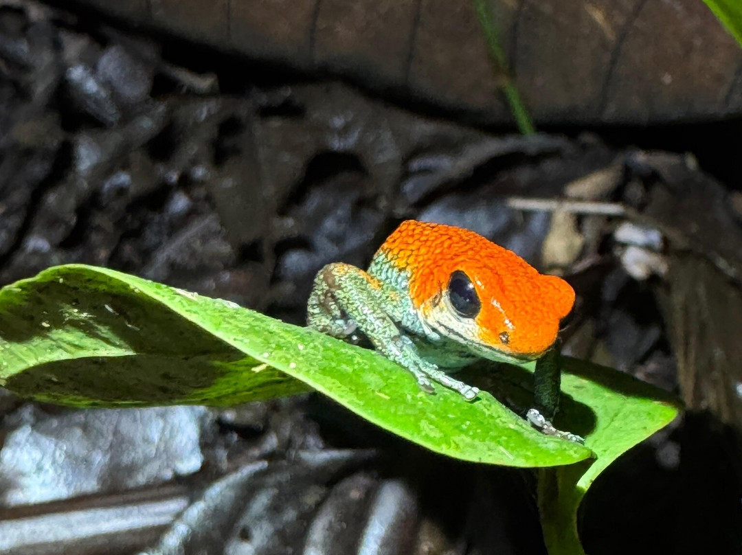 Rainforest Chronicles-希门尼斯港必去景点