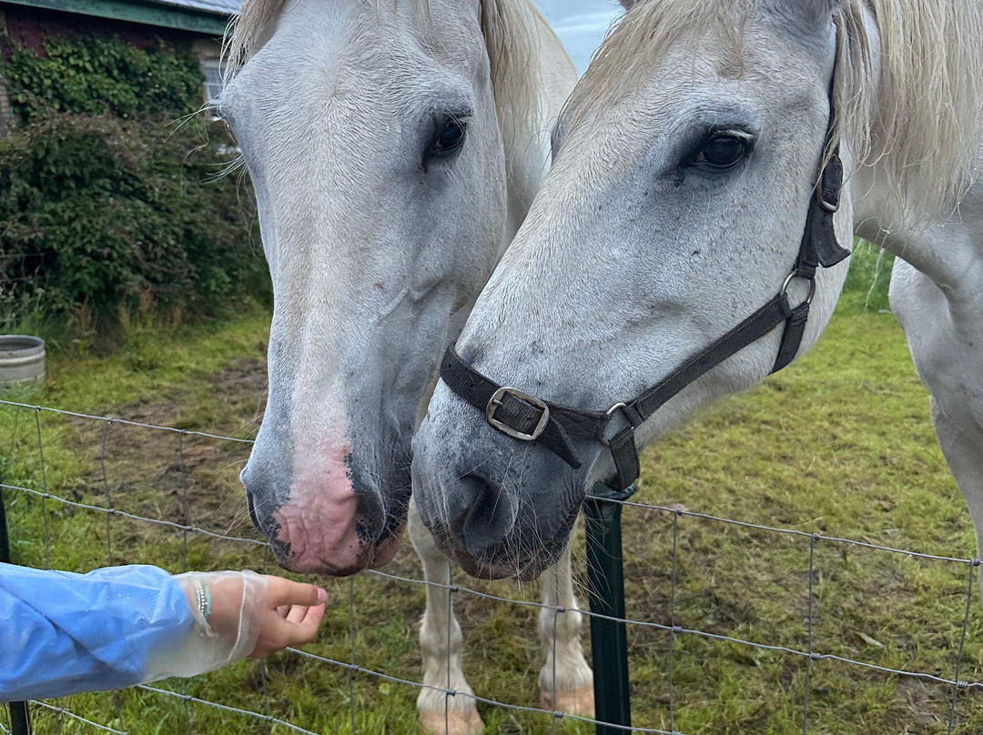 Rigney's Farmhouse Bed & Breakfast主图