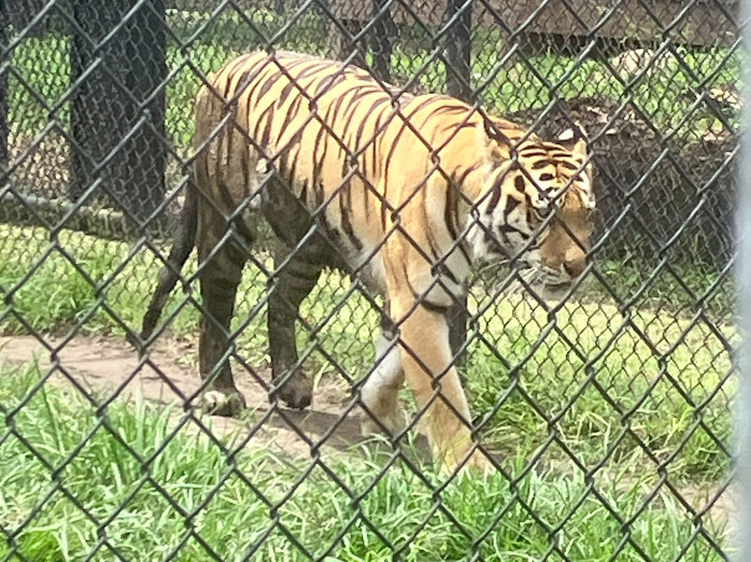 Catty Shack Ranch Wildlife Sanctuary-杰克逊维尔必去景点