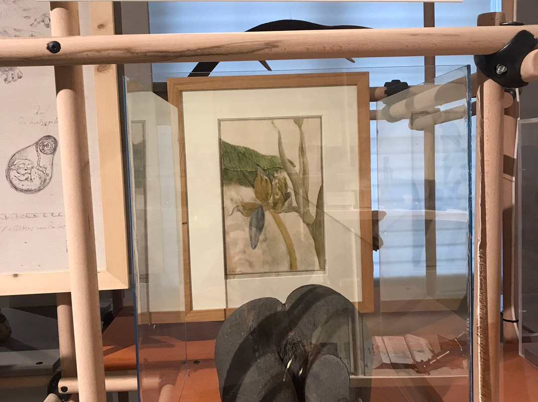 Musee et Parc Buffon-蒙巴尔必去景点