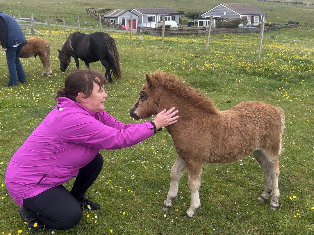 The Shetland Pony Experience-Papil必去景点