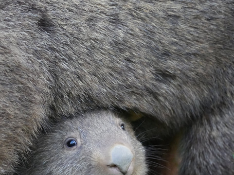Perfect Day Sydney-悉尼必去景点