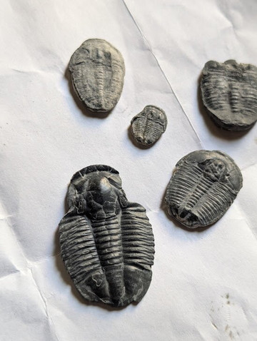 U-Dig Fossils-犹他州必去景点