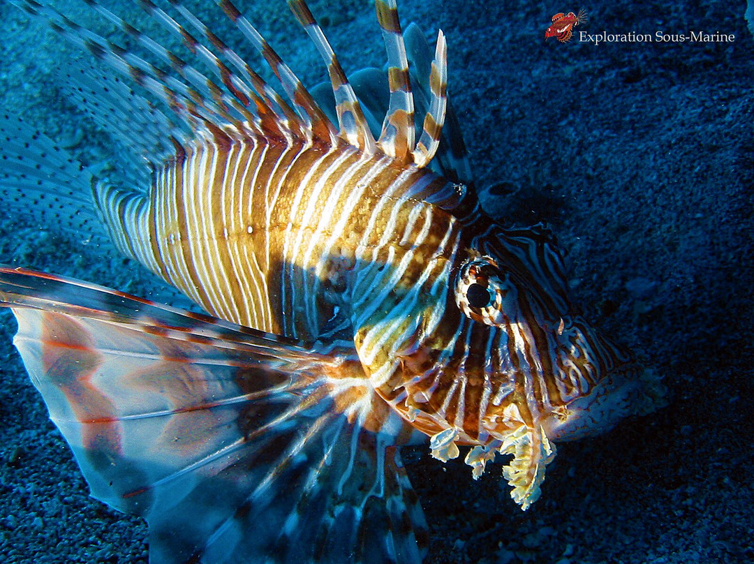 Exploration Sous-Marine-弗力克昂弗雷克必去景点