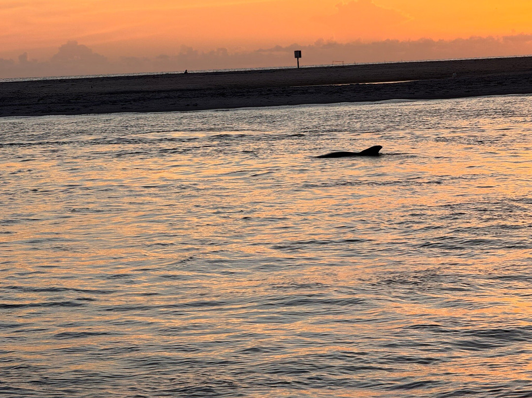 Gasparilla Boat Tours-恩格尔伍德必去景点
