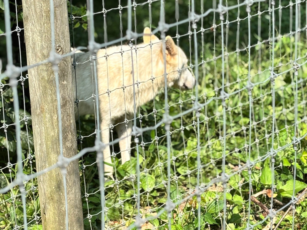 Wolf Sanctuary of PA-利蒂茨必去景点