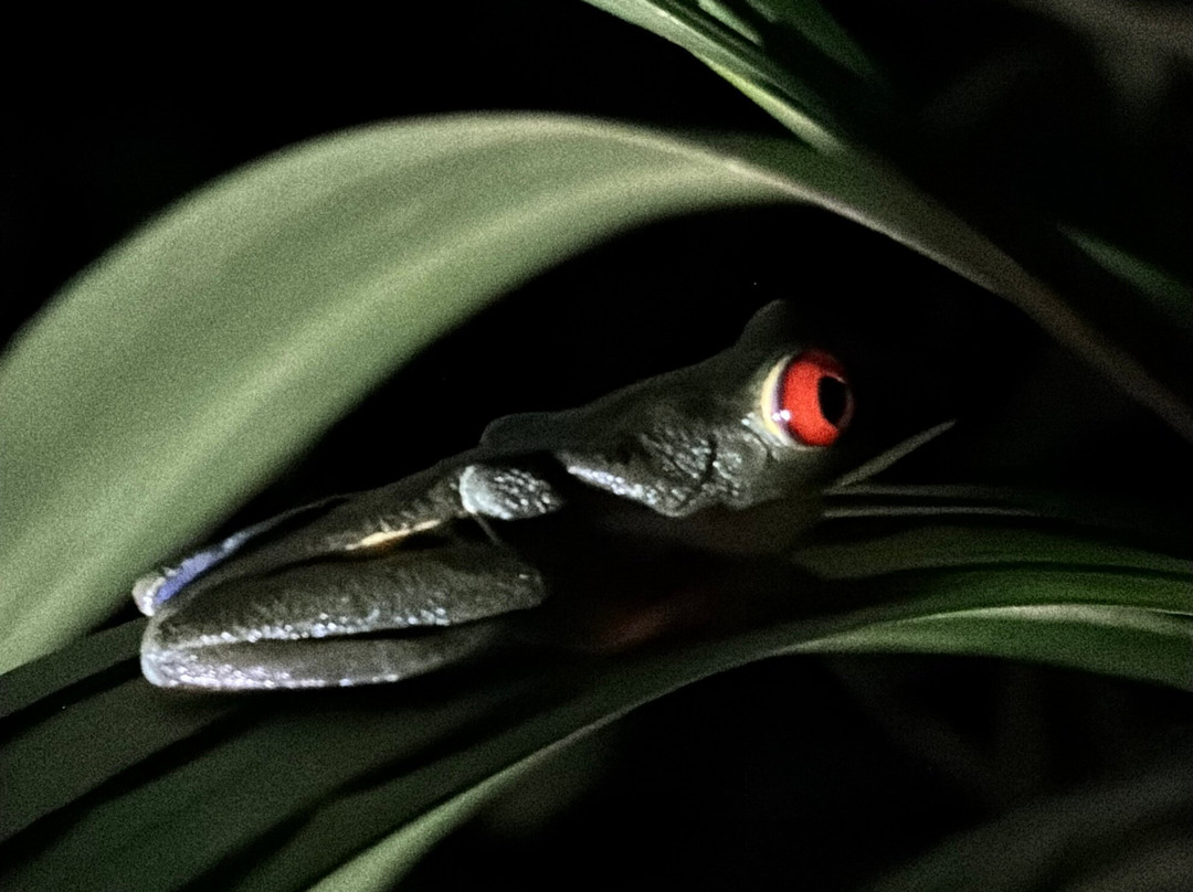 Frog's Paradise-Bijagua de Upala必去景点