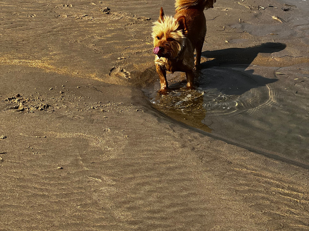 Playa de Oyambre-San Vicente de la Barquera必去景点