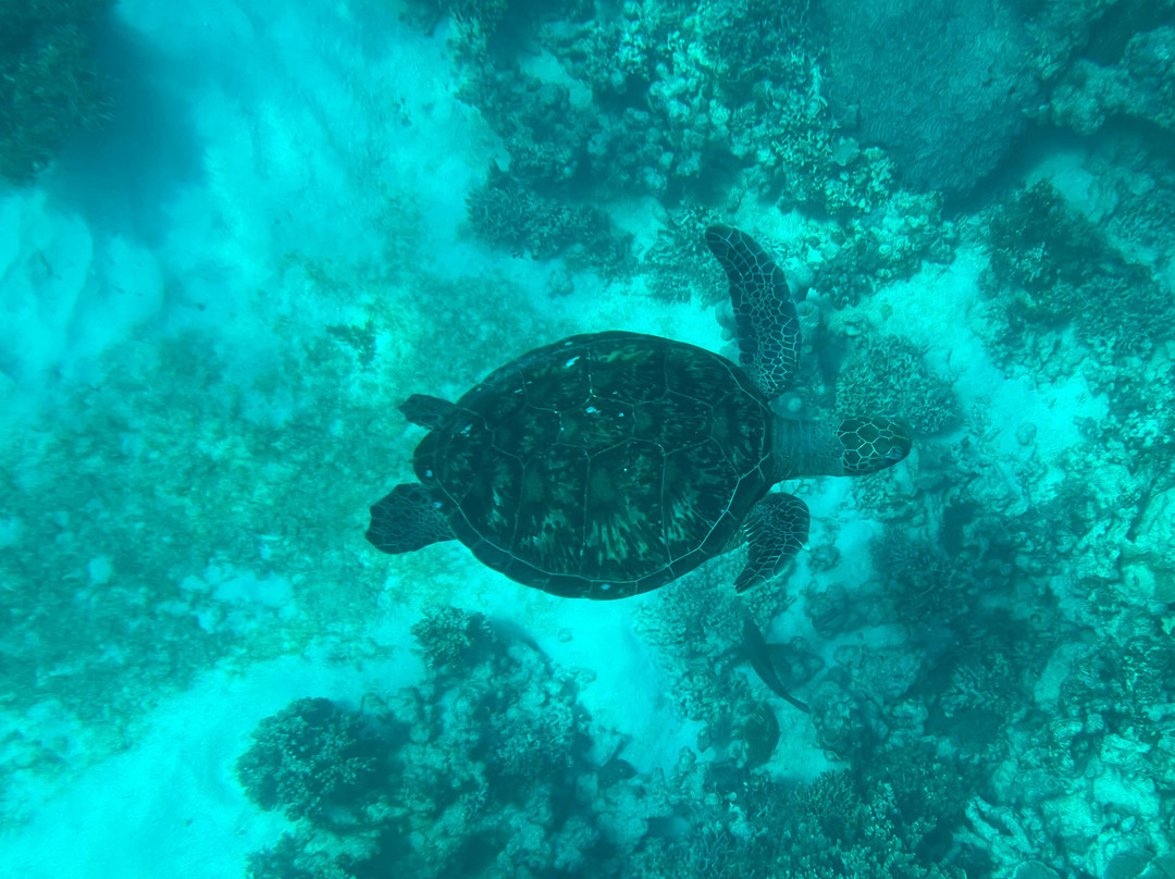 Ningaloo Reef Dive-珊瑚湾必去景点