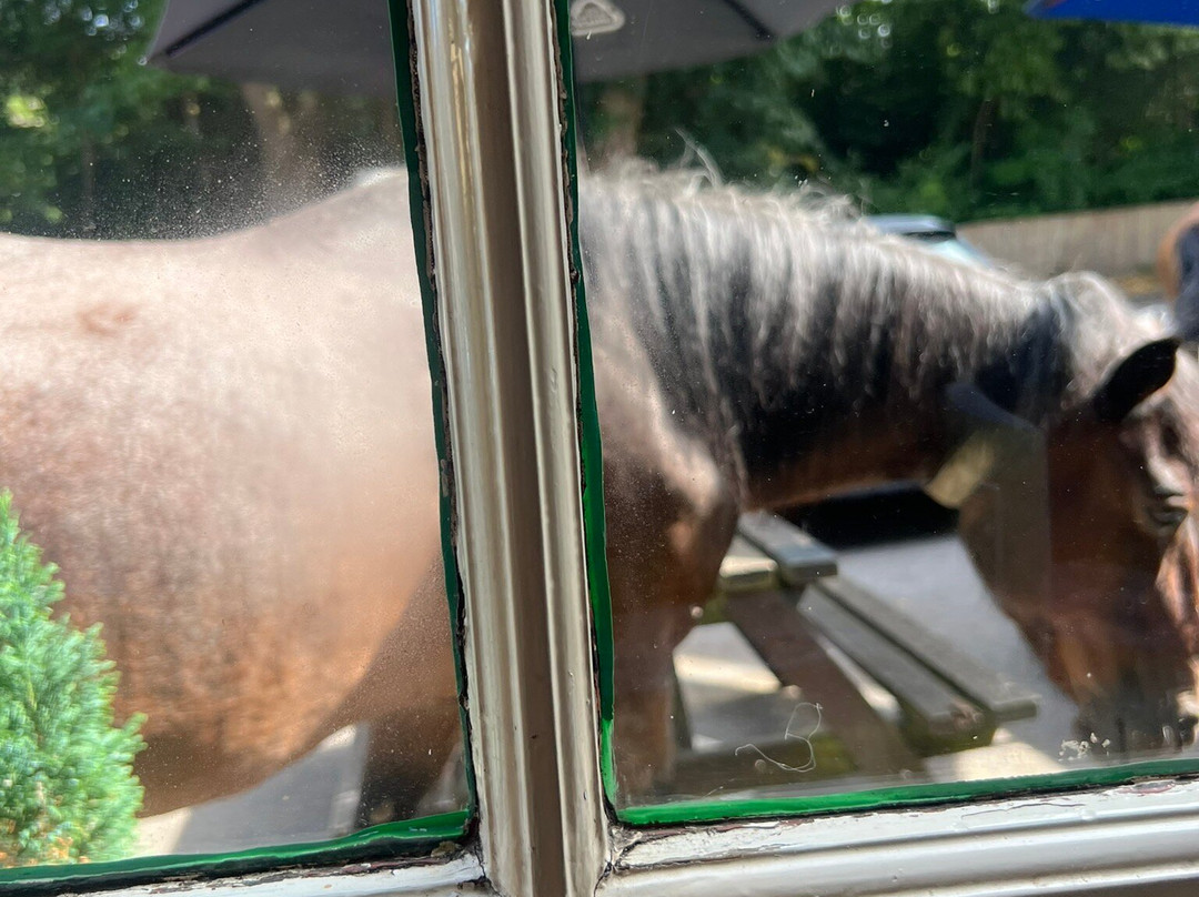 The New Forest Inn主图