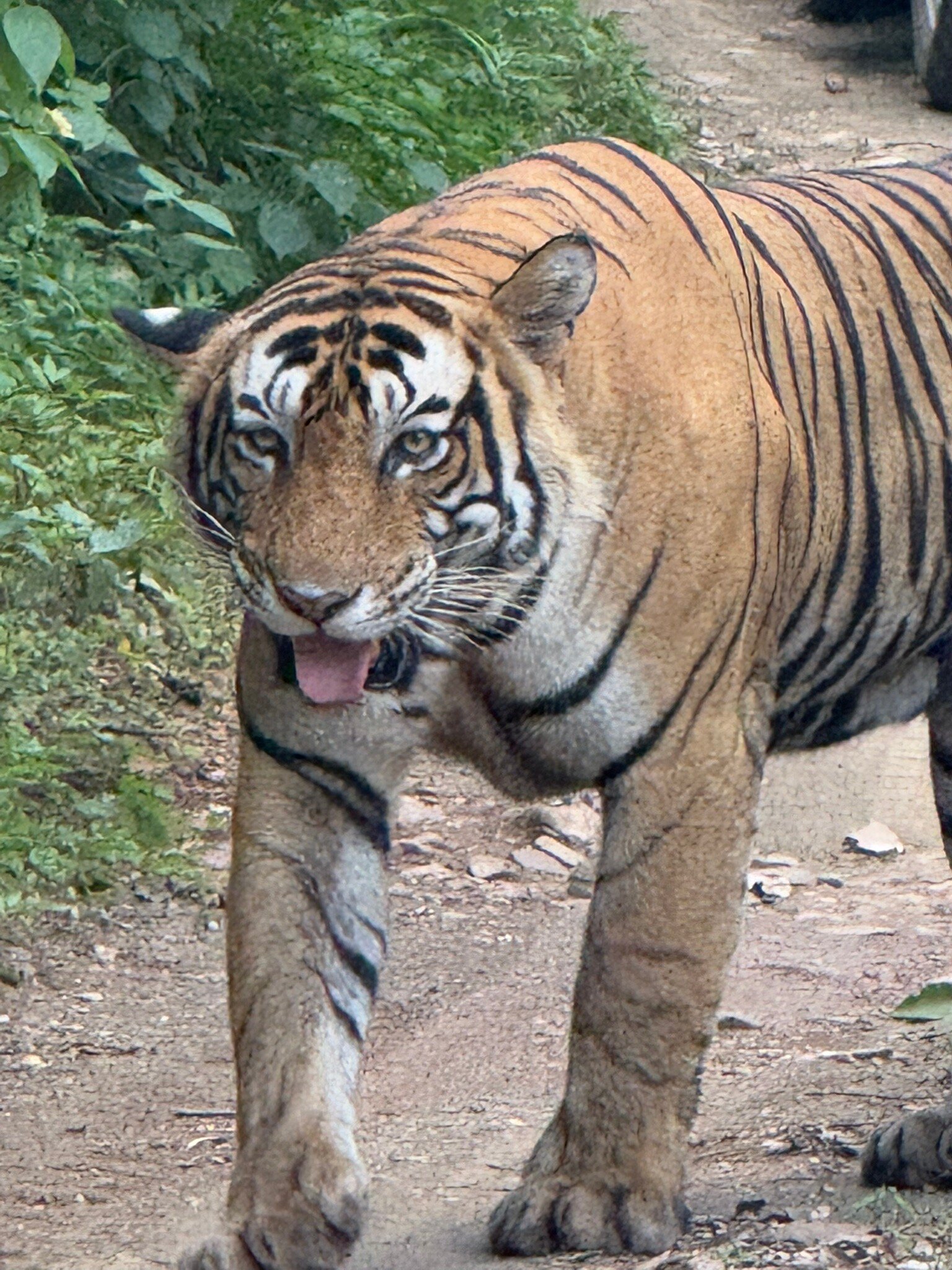 Aamaghati Wildlife Resort - Ranthambore-官方