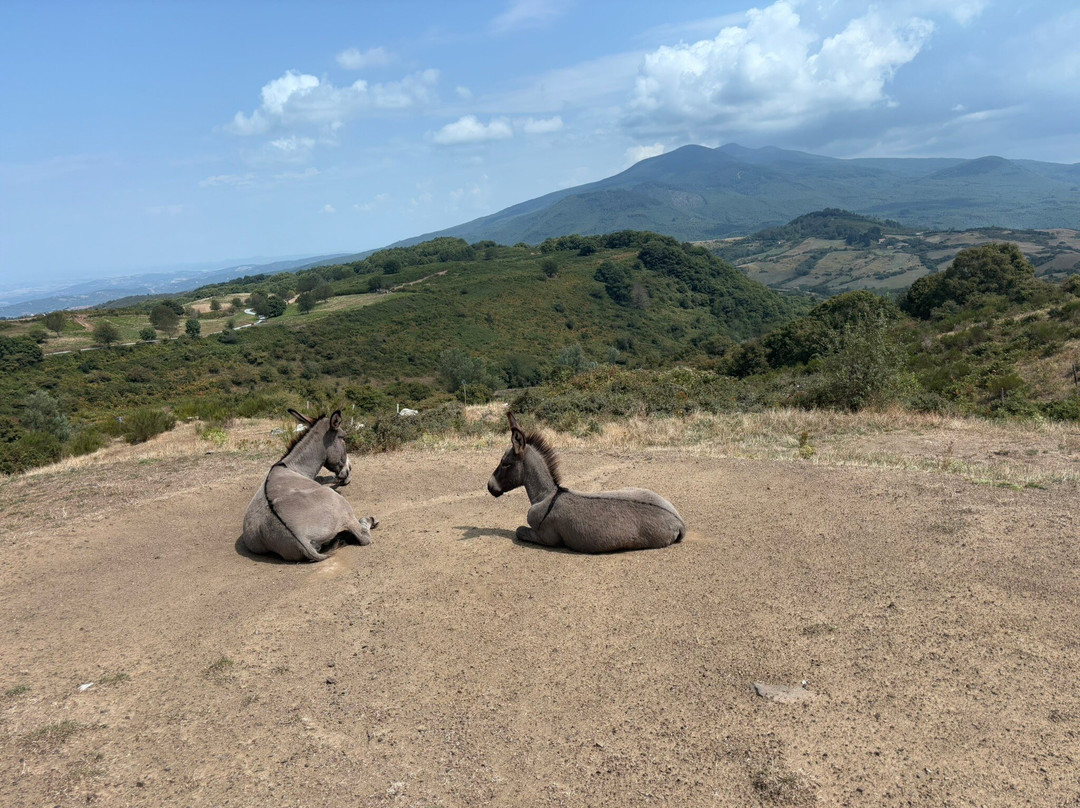 Monte Amiata Wildlife Park-Arcidosso必去景点