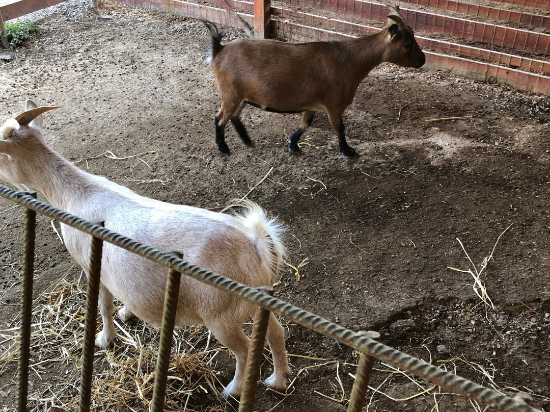 Therianos Family Farm-Kallithea必去景点