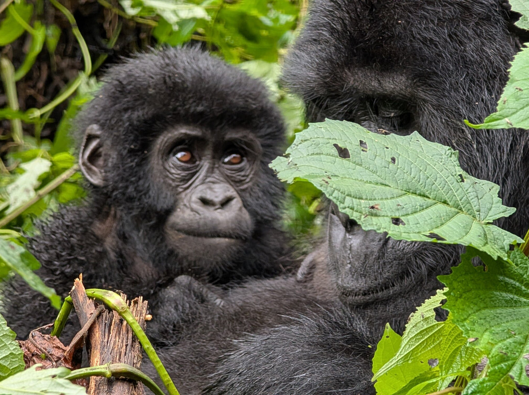 Masai Mara Holidays-Mara North Conservancy必去景点