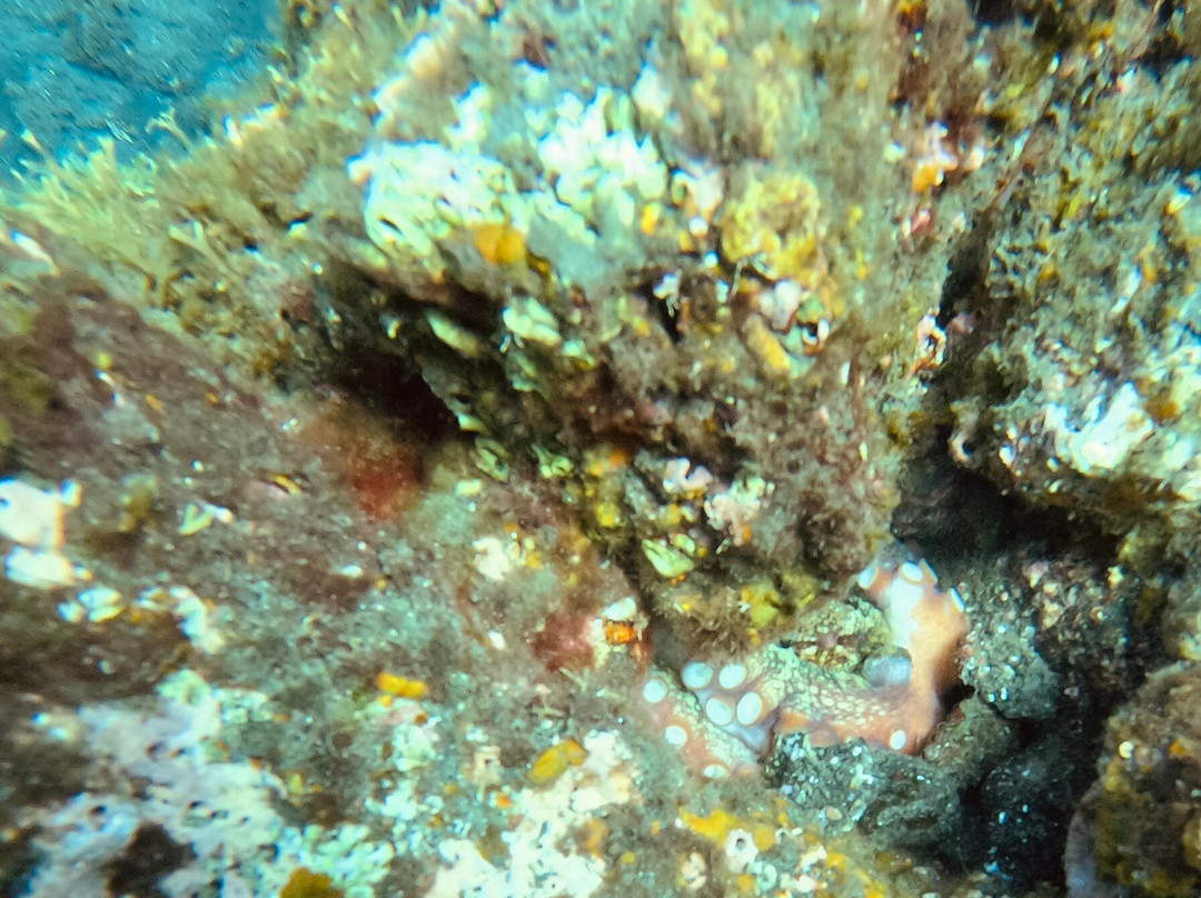 Buceo Isla Bonita-La Palma必去景点