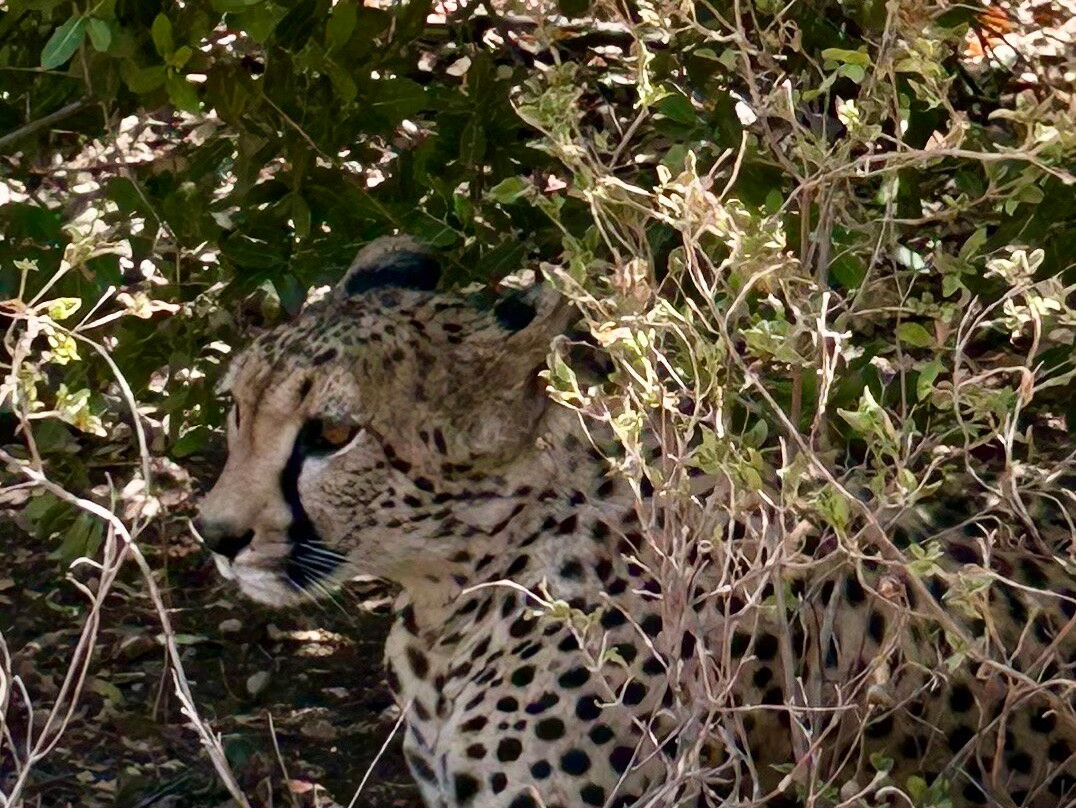 Al Ma'wa for Nature and Wildlife-杰拉什必去景点