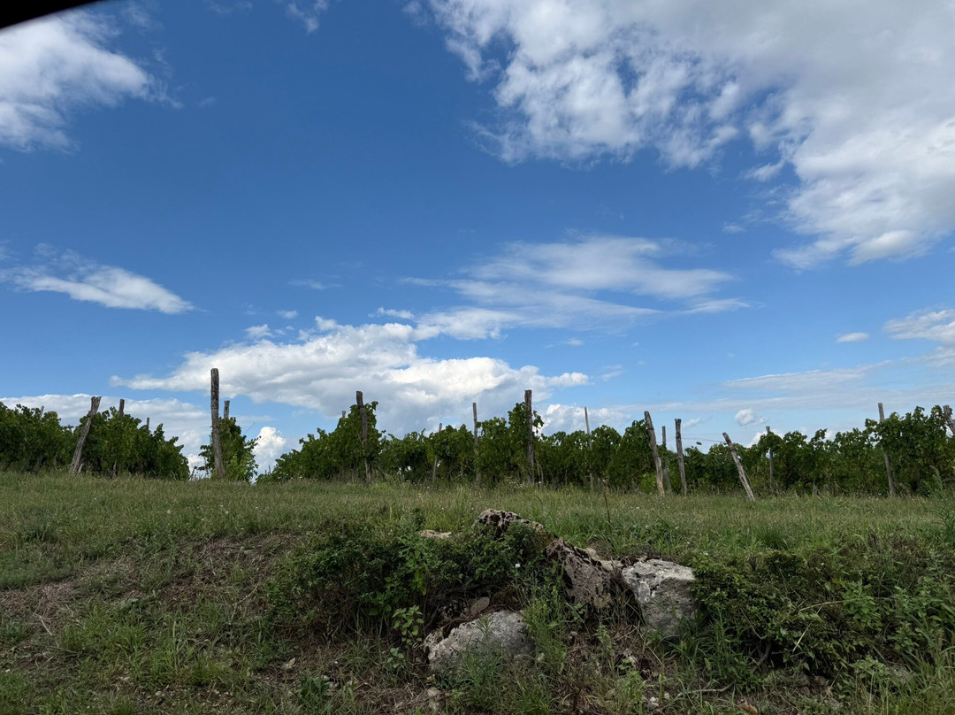 Anđelini Winery-Pazin必去景点