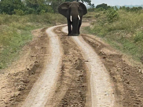 Gorilla Tours-坎帕拉必去景点