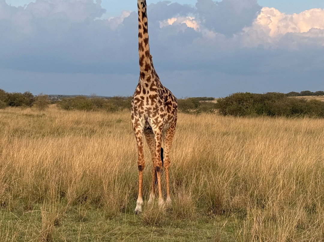 Brighte Maasai Adventures-Mara North Conservancy必去景点