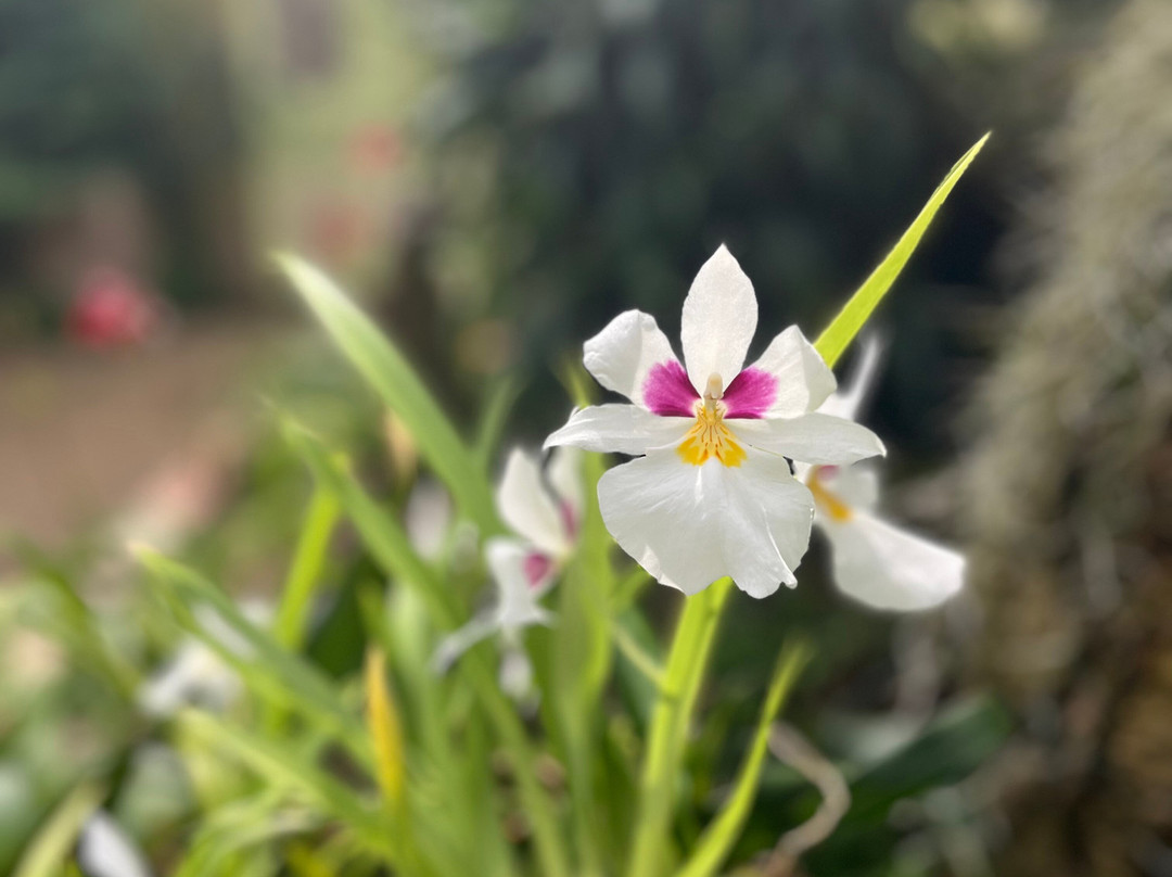 Eric Young Orchid Foundation-Trinity必去景点