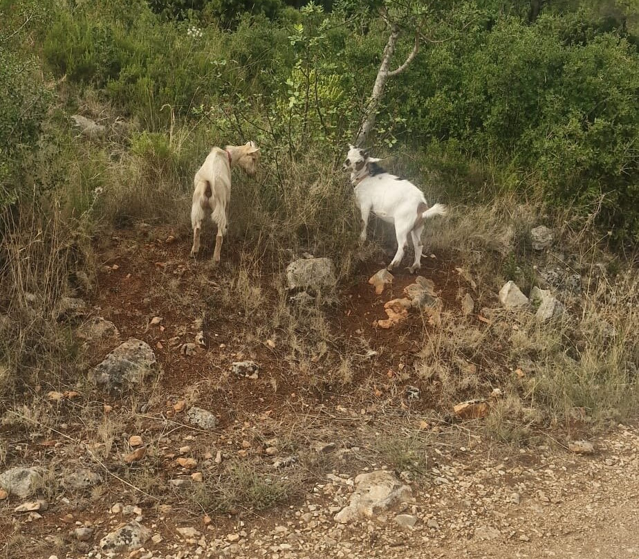 Euro Goat Trekkers-Tarbena必去景点