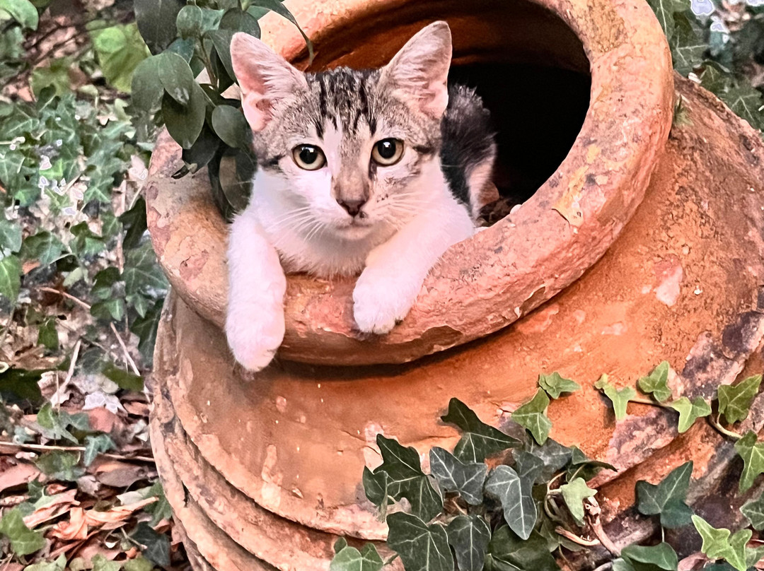 柯奈吉酒店主图